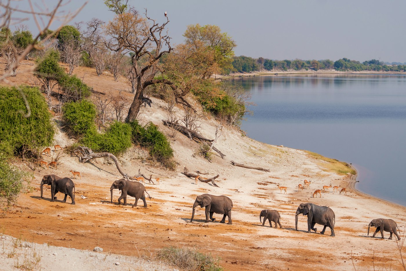 Elephants walking along the riverbank in Chobe National Park