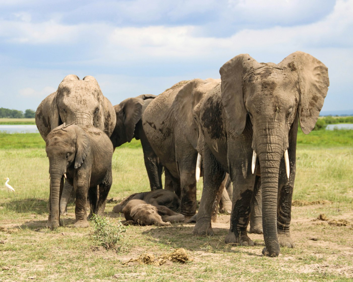 An elephant family with young calves in Amboseli National Park
