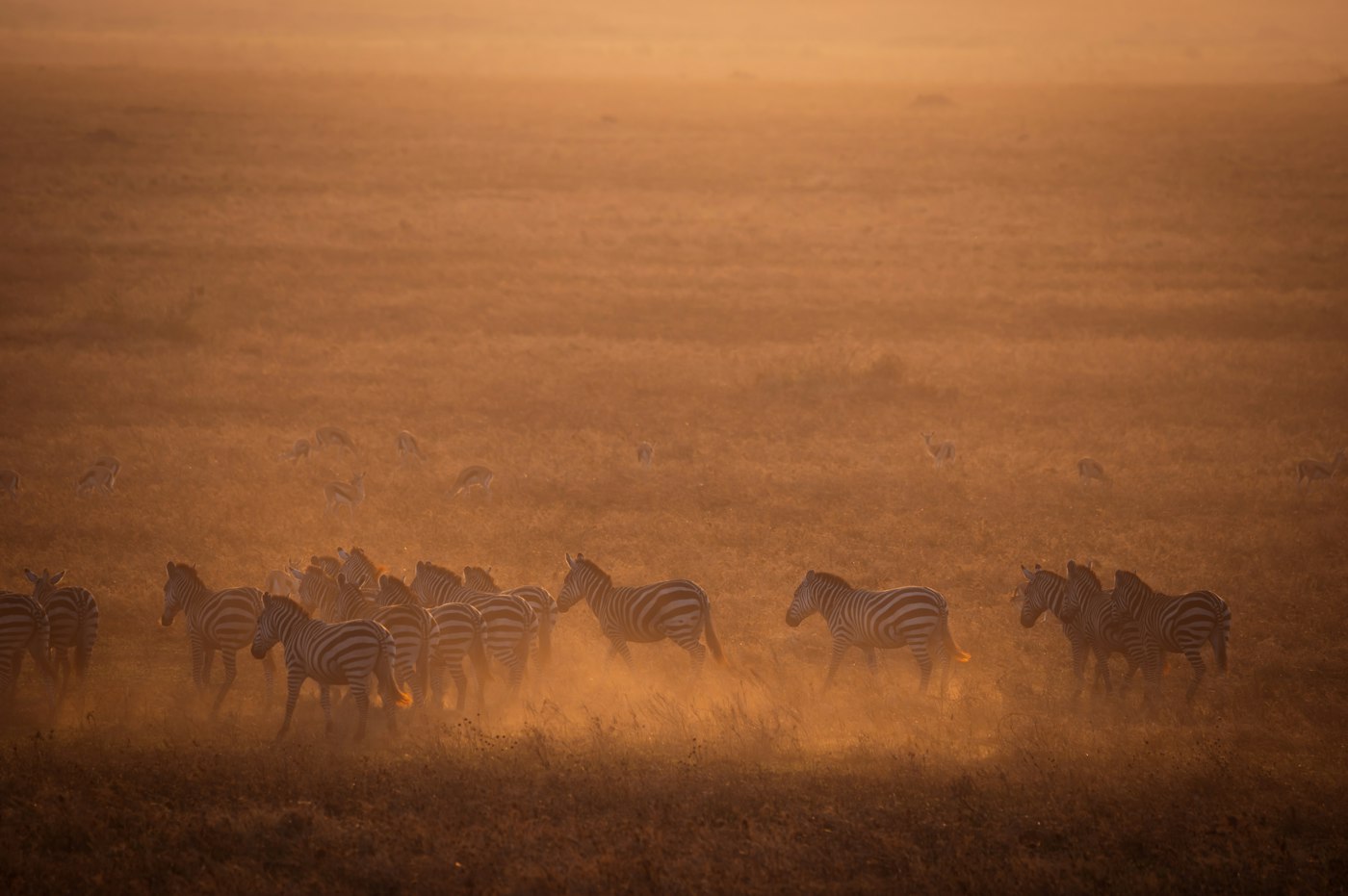 Zebras moving through golden dust on the Serengeti plains